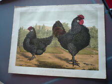 Gravure 1883 coq d'occasion  Paris XI