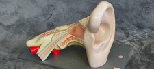 Anatomie modell menschen gebraucht kaufen  Neuss