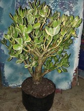 Variegated jade bonsai for sale  San Marcos