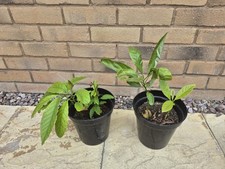 Haas avocado trees for sale  BEDFORD