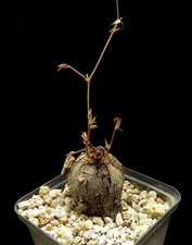 Cyphostemma adenocaule caudex for sale  Shipping to United Kingdom
