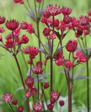 Astrantia major claret for sale  BELPER