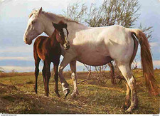 Animaux chevaux chevaux d'occasion  Fruges