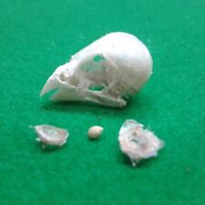 Zebra finch skull for sale  UK