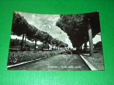 Cartolina teresa gallura usato  Vimodrone