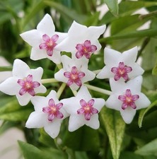 Hoya bella pflanze gebraucht kaufen  Leimen