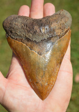 Massive 5.2 megalodon for sale  UK