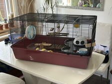 Hamster rat mouse for sale  BENFLEET