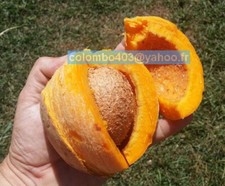 Fresh seed mammea d'occasion  France