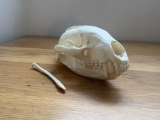 Real badger skull for sale  PENRYN
