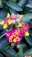 Wandelröschen litchi gelb gebraucht kaufen  Straelen