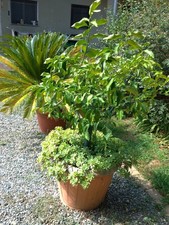 Pianta albero limone usato  Torre Canavese