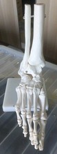 Human foot bone for sale  CHELMSFORD