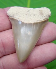 Mako shark tooth for sale  Bradenton