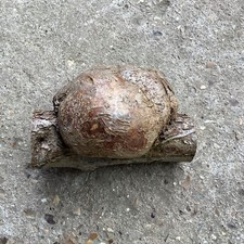 Hazel burr burl for sale  ASHFORD