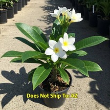 Plumeria rubra white for sale  Miami