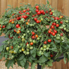 Cherry tomato red for sale  LLANDYSUL