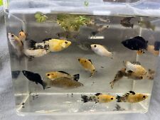 Assorted sailfin mollies for sale  Dunn