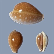Cypraea guttata azumai d'occasion  Expédié en Belgium