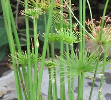 Live dwarf papyrus for sale  Fairdale