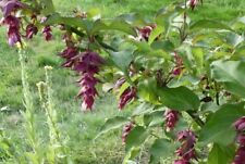 Himalayan honeysuckle leyceste for sale  CLITHEROE