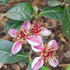 Tropical fruit tree for sale  Piedmont