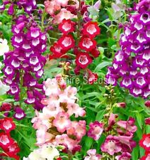 100x mixed penstemon for sale  DEWSBURY