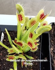 Dionaea muscipula bcp gebraucht kaufen  Büren