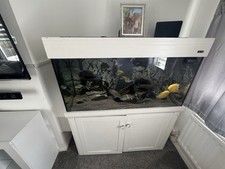 4ft aquarium fish for sale  MAIDSTONE