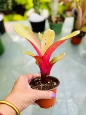Aechmea rakete colorfully for sale  San Juan