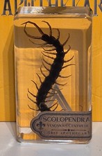 Scolopendra venomous centipede for sale  ROCHDALE