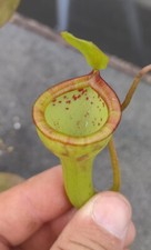 nepenthes gebraucht kaufen nepenthes gebraucht kaufen Erfurt