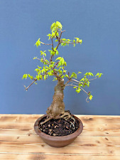 Bonsai dreispitzahorn 5054 gebraucht kaufen  Böhl-Iggelheim