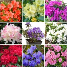 Dwarf rhododendron japanese for sale  PRESTON