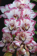 Cymbidium satsuma beach for sale  LONDON