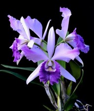 Używany, Orchid Orchidee Orquídea Cattleya Mishima Elf Blue   (33 Sr) na sprzedaż  PL