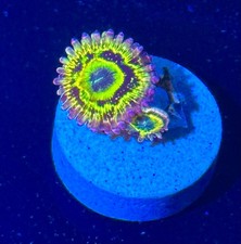 Stratosphere zoa high for sale  HATFIELD