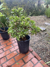 Crassula ovata jade for sale  San Diego