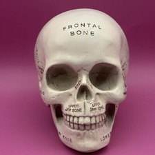 Anatomically human head for sale  Anaheim