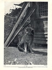 Tibetan mastiff old for sale  COLEFORD
