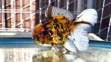 Gorgeous red tiger for sale  Fresno