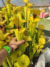 Rare sarracenia flava for sale  Shipping to Ireland