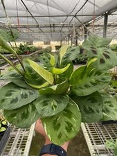Maranta variegated beauty for sale  Marshall