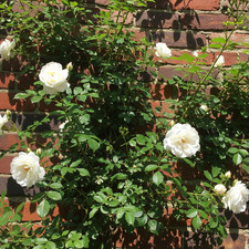 Rosa rampicante bianca usato  Trappeto