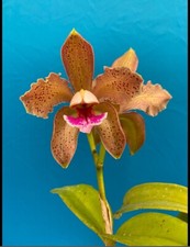 Cattleya greyae fragrant for sale  Daly City