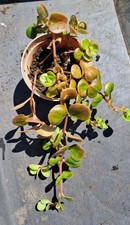 Coral reef sedum for sale  PENTRAETH