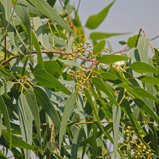 Pack lemon eucalyptus for sale  Denver