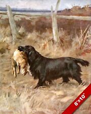 Rabbit hunting lab for sale  South Jordan