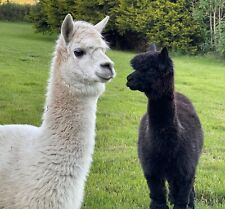 Alpaca fleece fibre for sale  LLANDYSUL