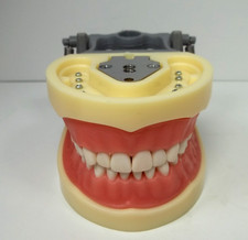 Modelo odontológico articulado Dyma DM-200G (Typodont) modelo de ensino comprar usado  Enviando para Brazil